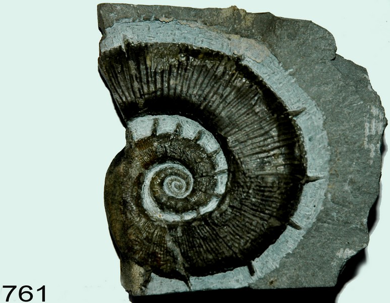 Crioceratites
